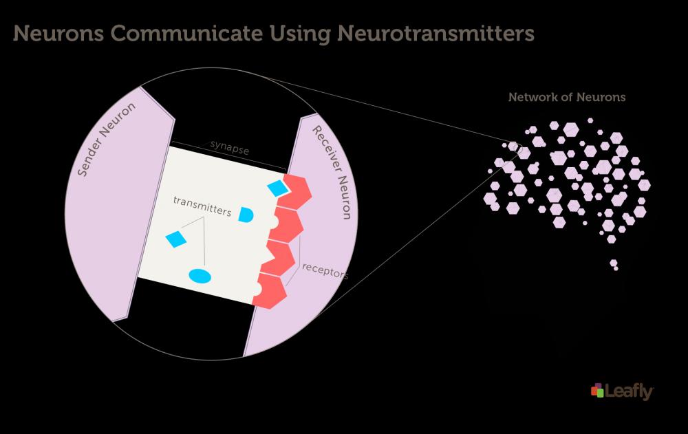 Figure 1 — Neurons Communicate Using Neurotransmitters